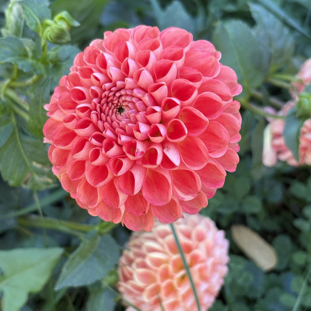 Eden Barbarossa dahlia