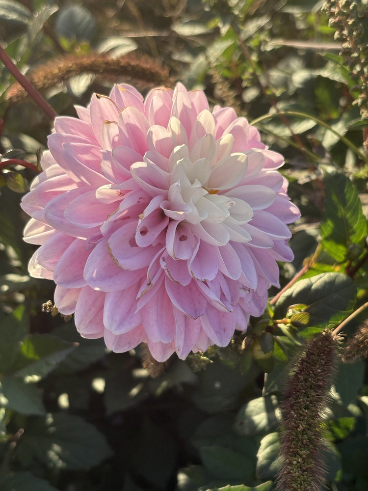 Espacio dahlia