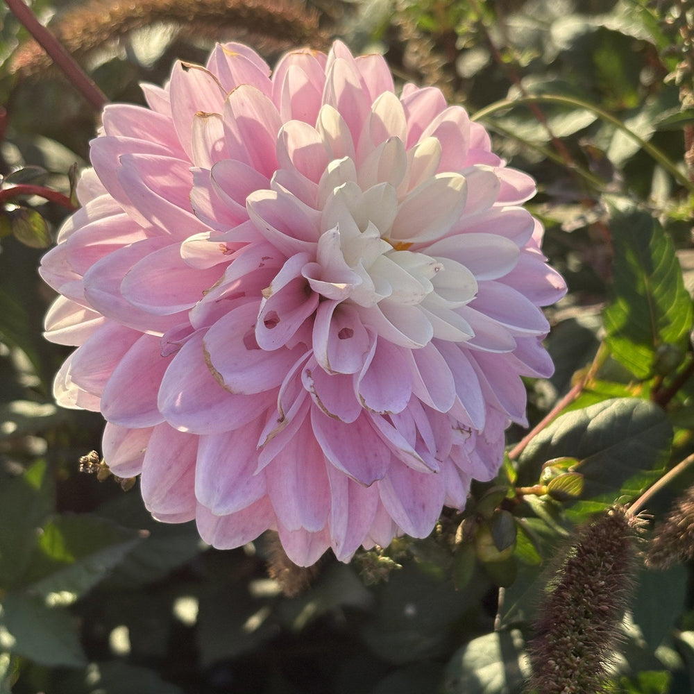 Espacio dahlia