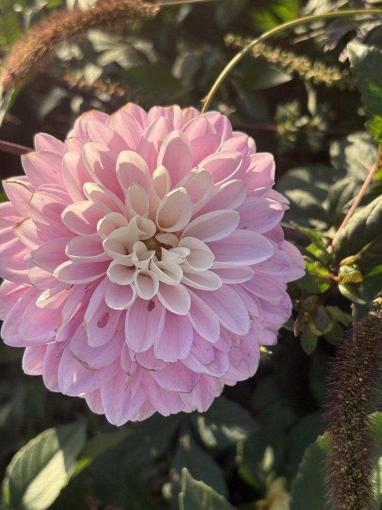 Espacio dahlia