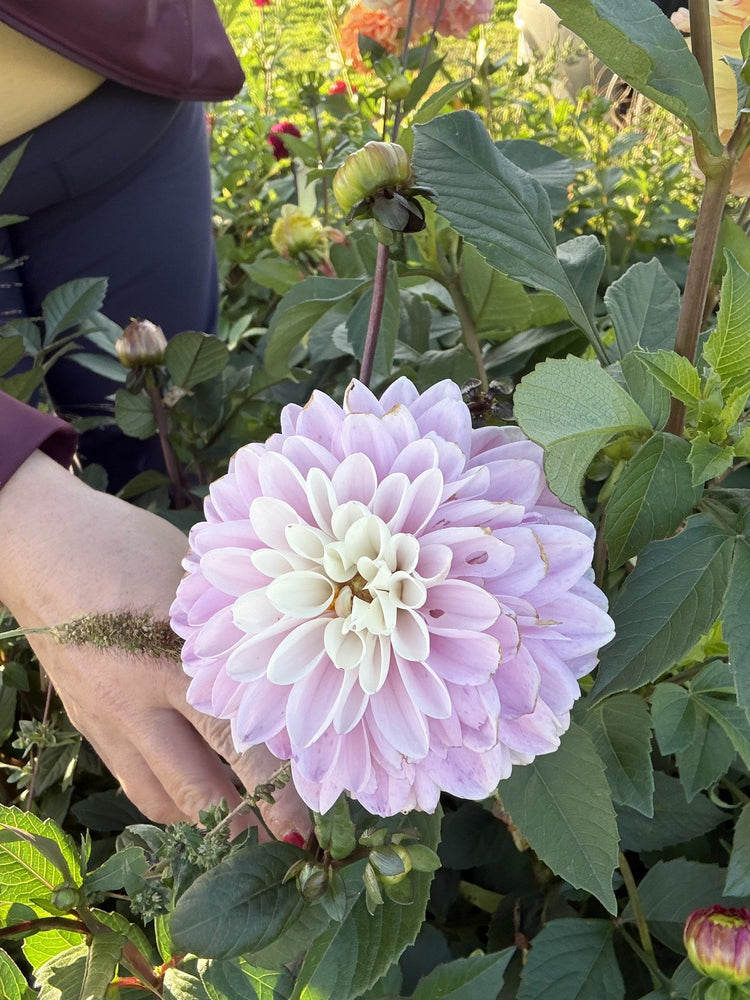 Espacio dahlia