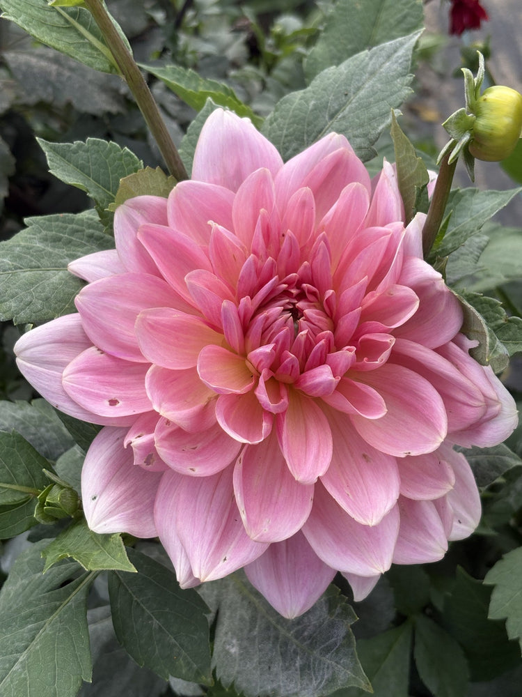 Fairway Pilot dahlia