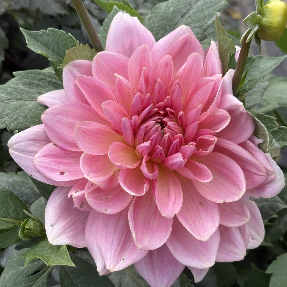 Fairway Pilot dahlia