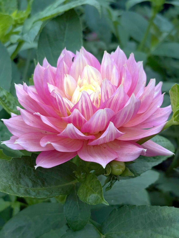 Fairytale dahlia