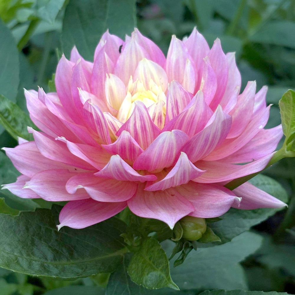 Fairytale dahlia