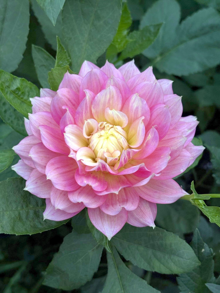 Fairytale dahlia