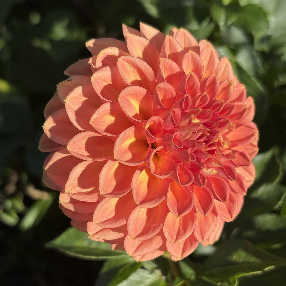 Ferncliff Apricot