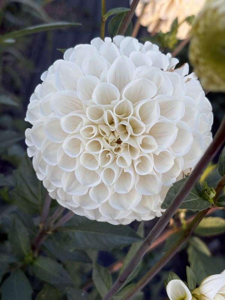 Ferncliff Bride dahlia