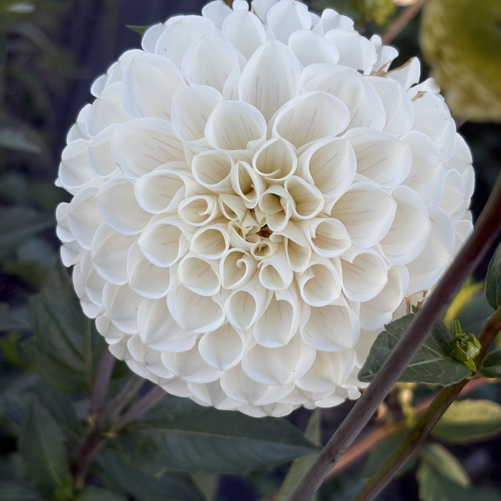 Ferncliff Bride dahlia