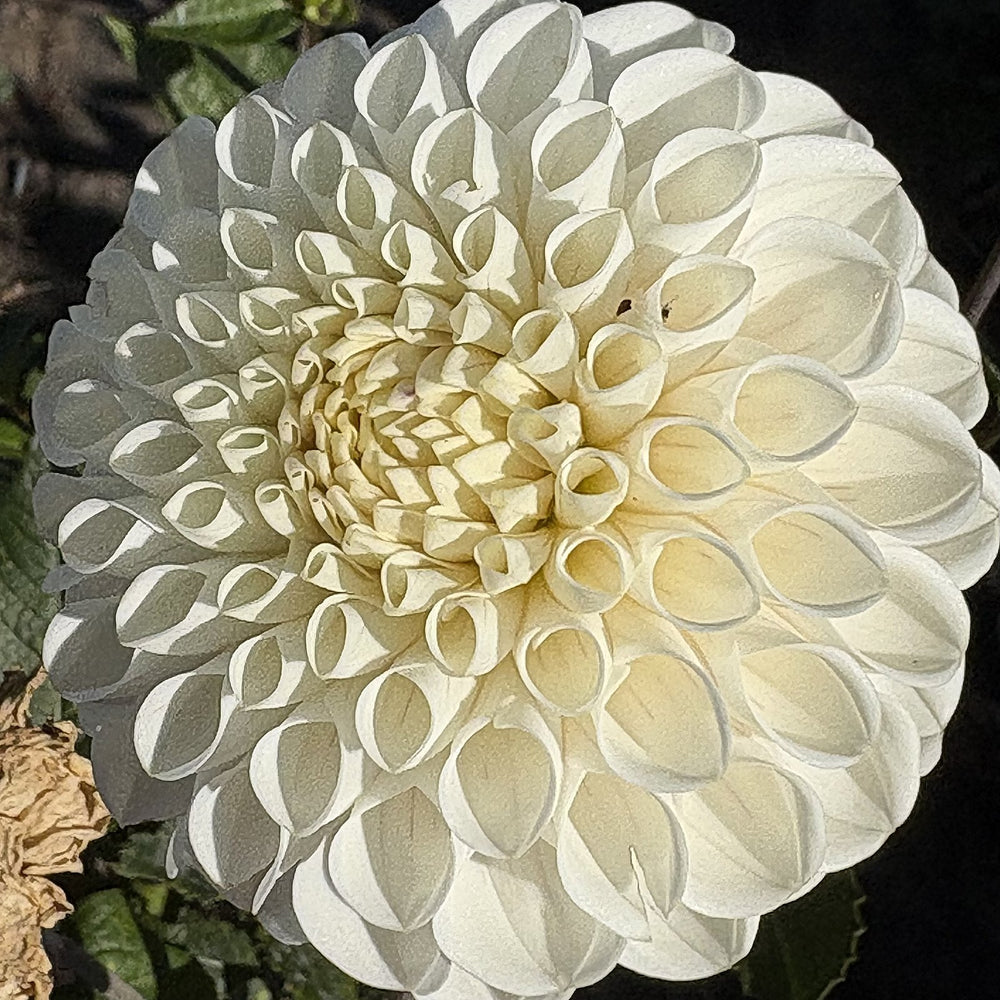 Ferncliff Bride dahlia