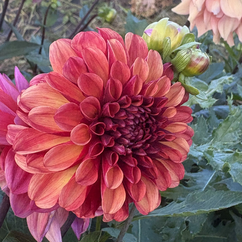 Ferncliff Cinnamon dahlia