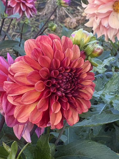 Ferncliff Cinnamon dahlia