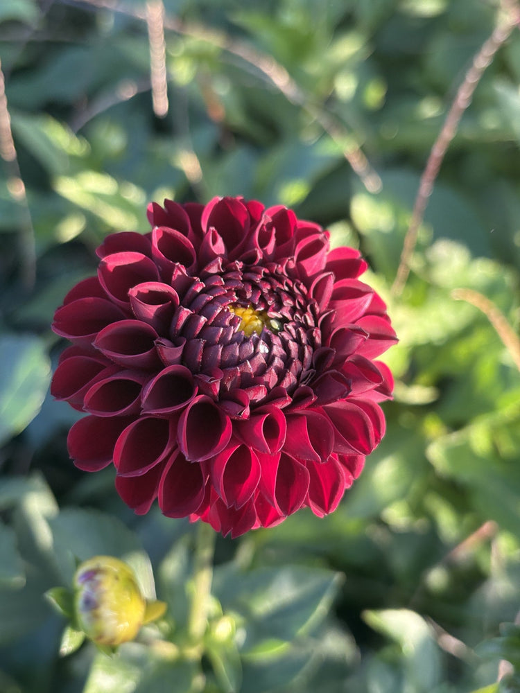 Ferncliff Ebony dahlia