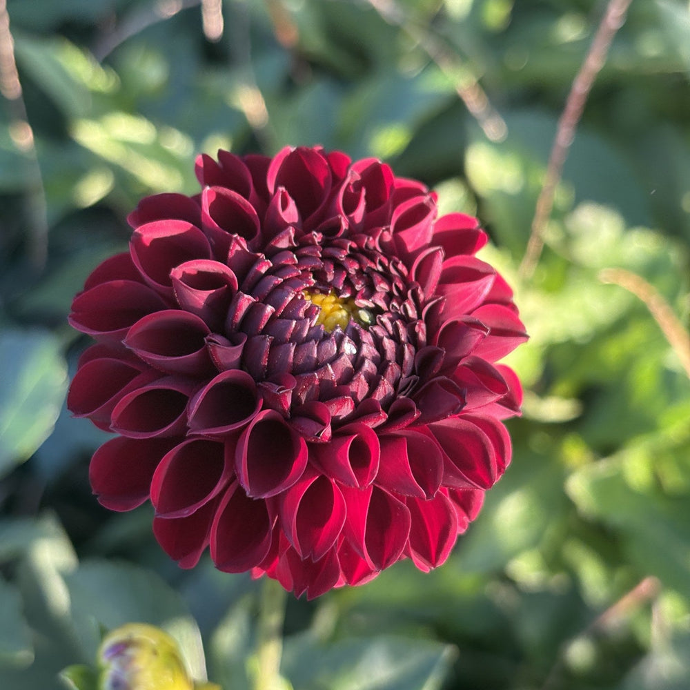 Ferncliff Ebony dahlia