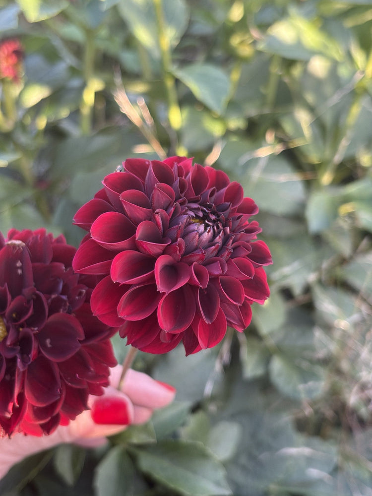 Ferncliff Ebony dahlia