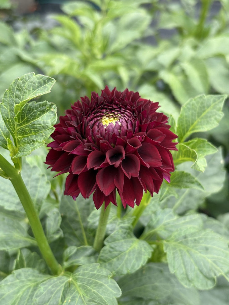 Ferncliff Ebony dahlia