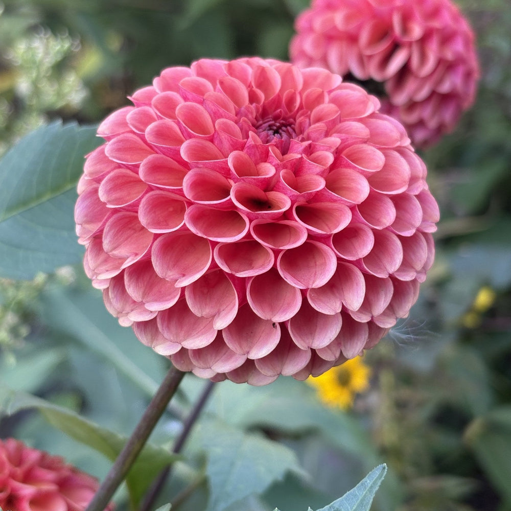 Ferncliff Kathleen dahlia