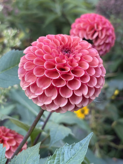 Ferncliff Kathleen dahlia