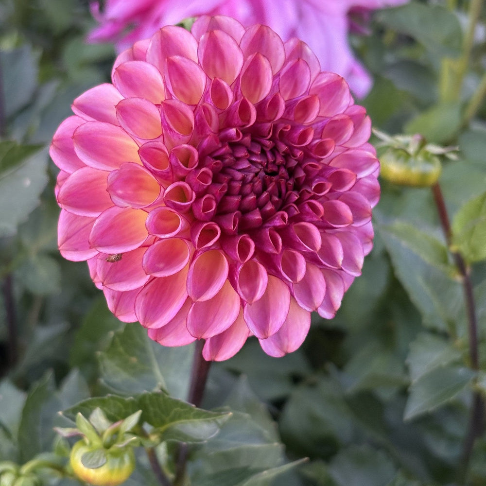 Ferncliff Thunder dahlia
