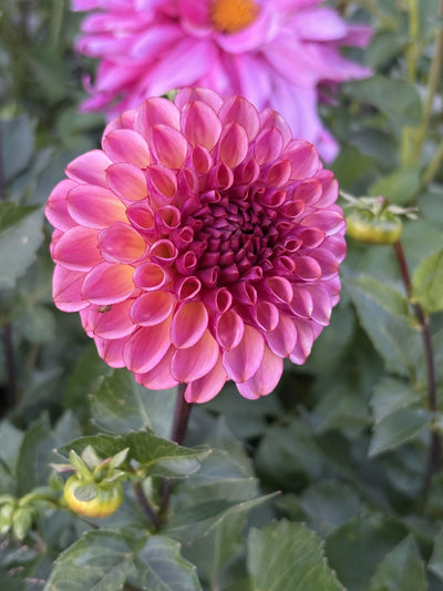Ferncliff Thunder dahlia