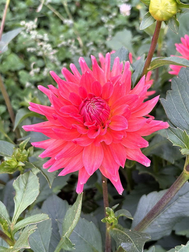 Ferncliff Tropics dahlia