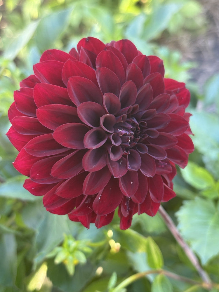 Fidalgo Blacky dahlia