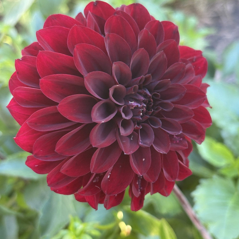 Fidalgo Blacky dahlia