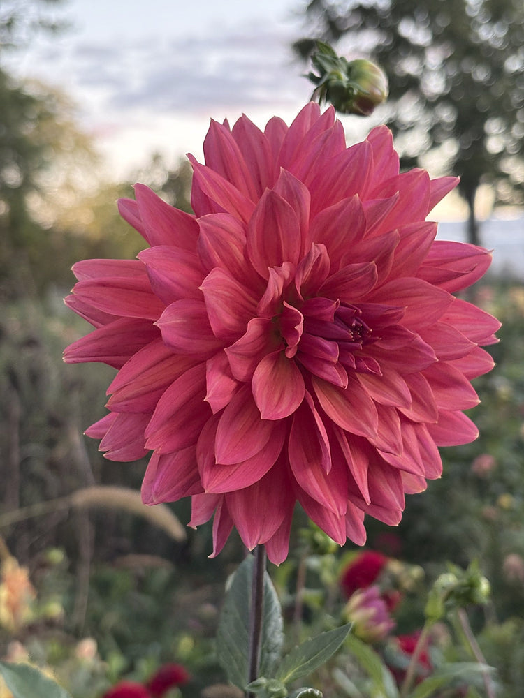 Fire Magic dahlia