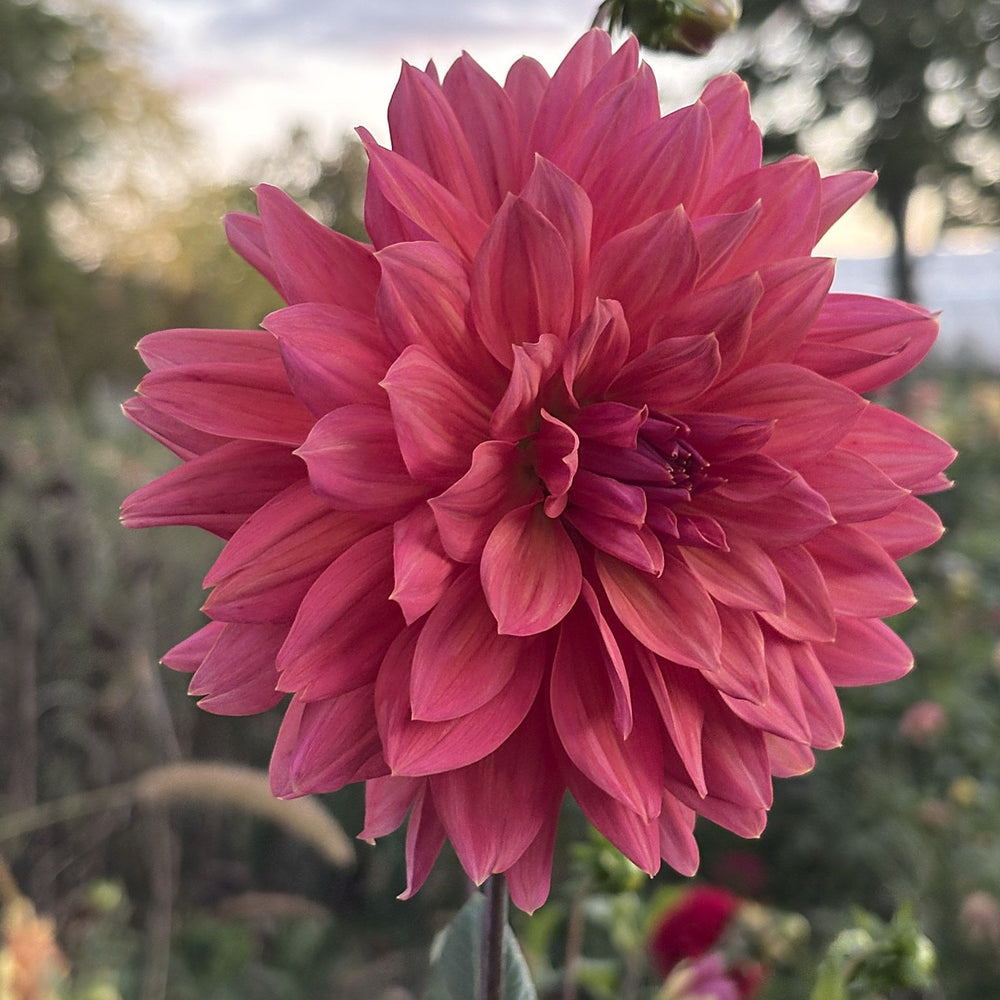 Fire Magic dahlia