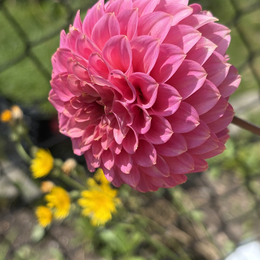 Florelie Flamingo dahlia