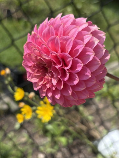 Florelie Flamingo dahlia