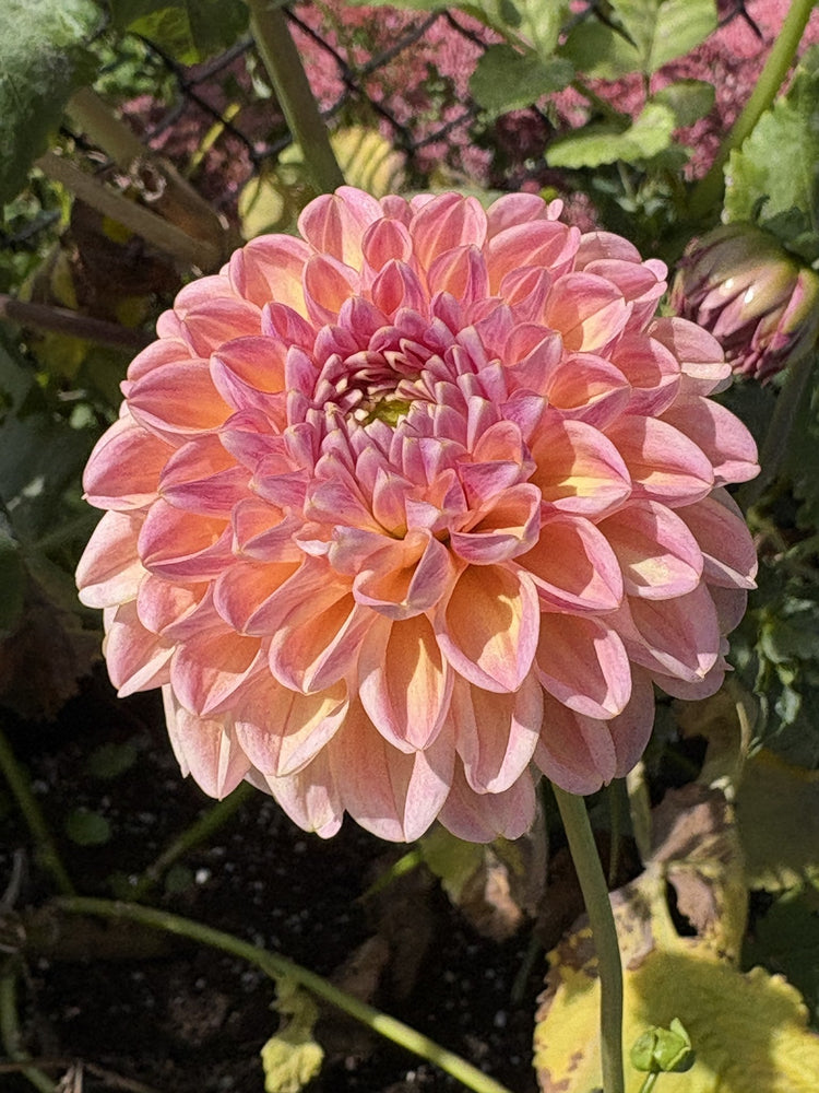 Florelie Harmony