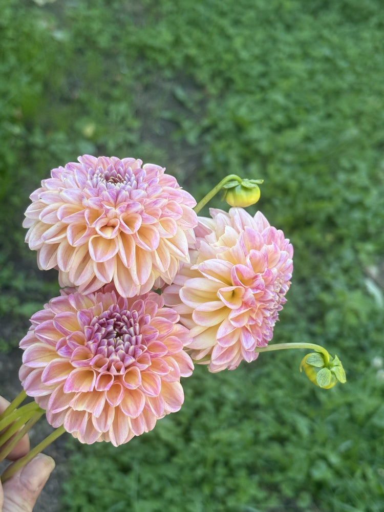 Florelie Harmony
