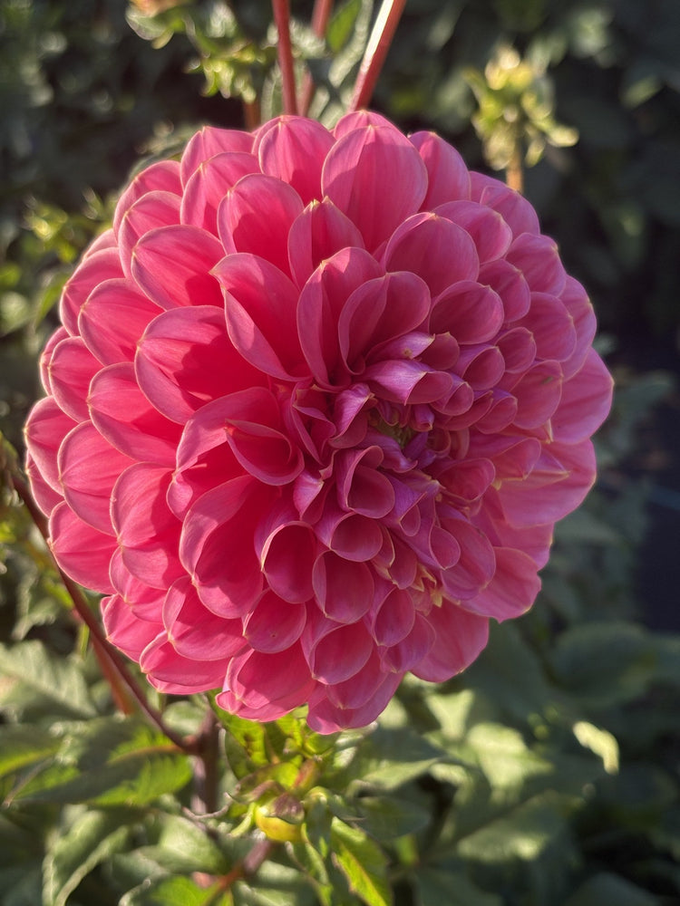 GC Pink Lemonade dahlia