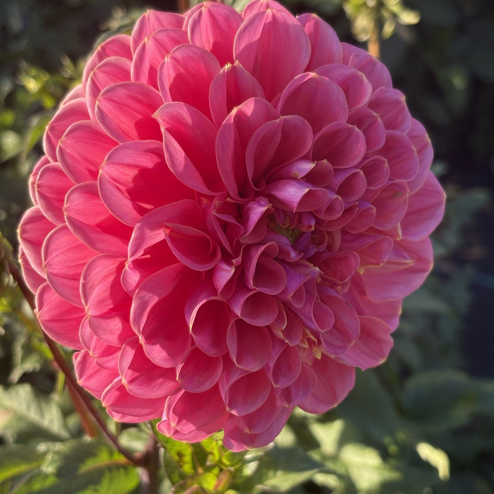GC Pink Lemonade dahlia
