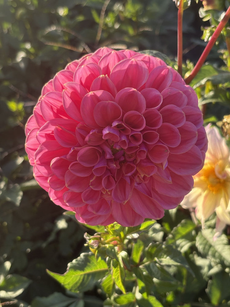 GC Pink Lemonade dahlia