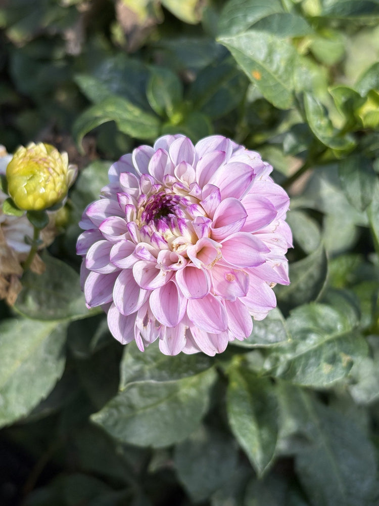 Genova dahlia