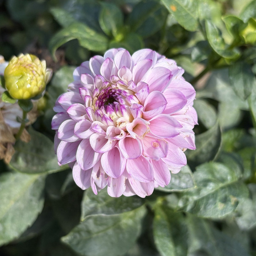 Genova dahlia