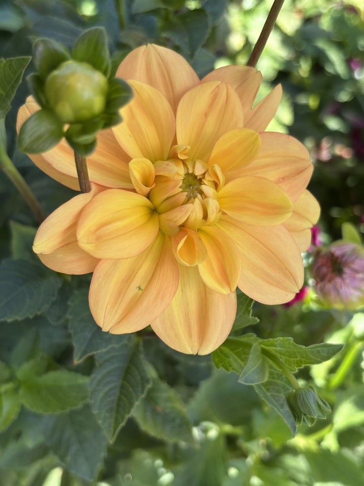 Ginger Snap dahlia