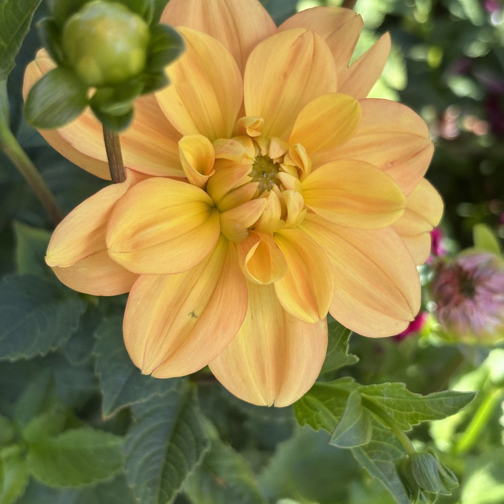Ginger Snap dahlia