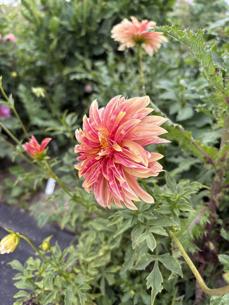 Giraffe dahlia