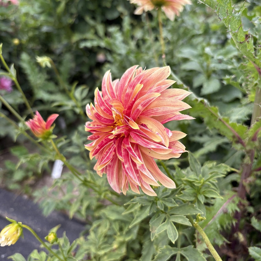 Giraffe dahlia