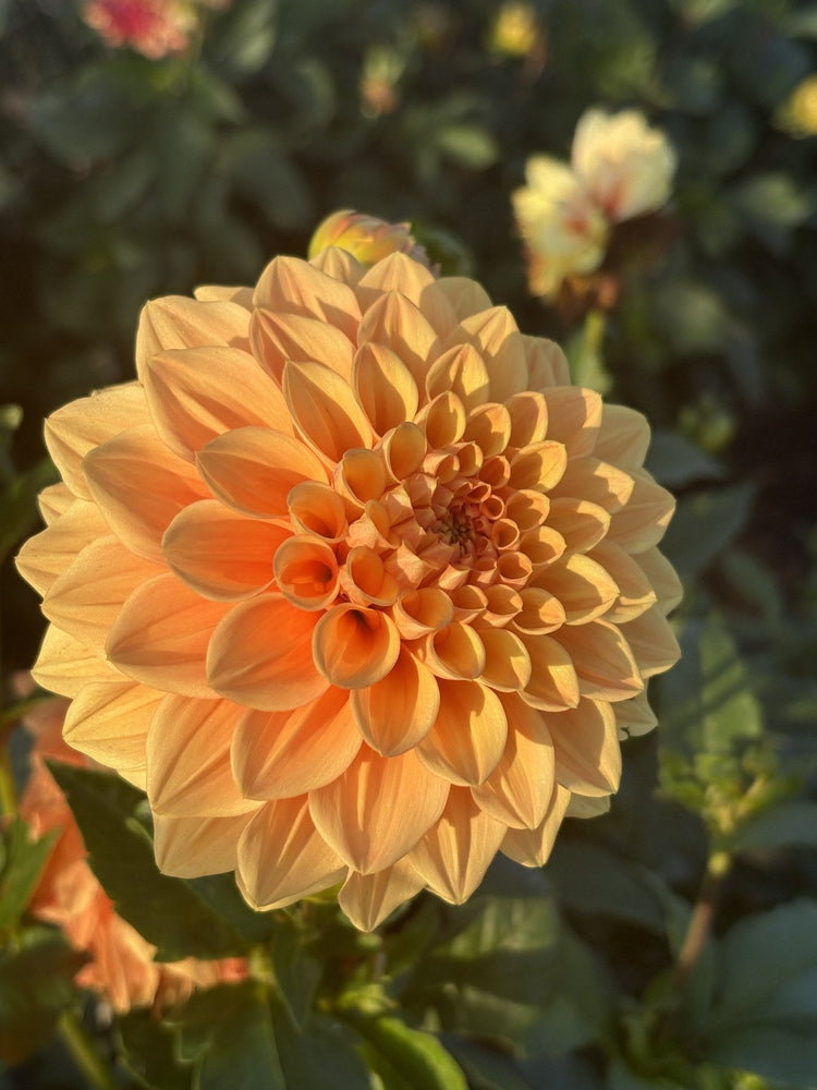 Glenerie Honey Pie dahlia