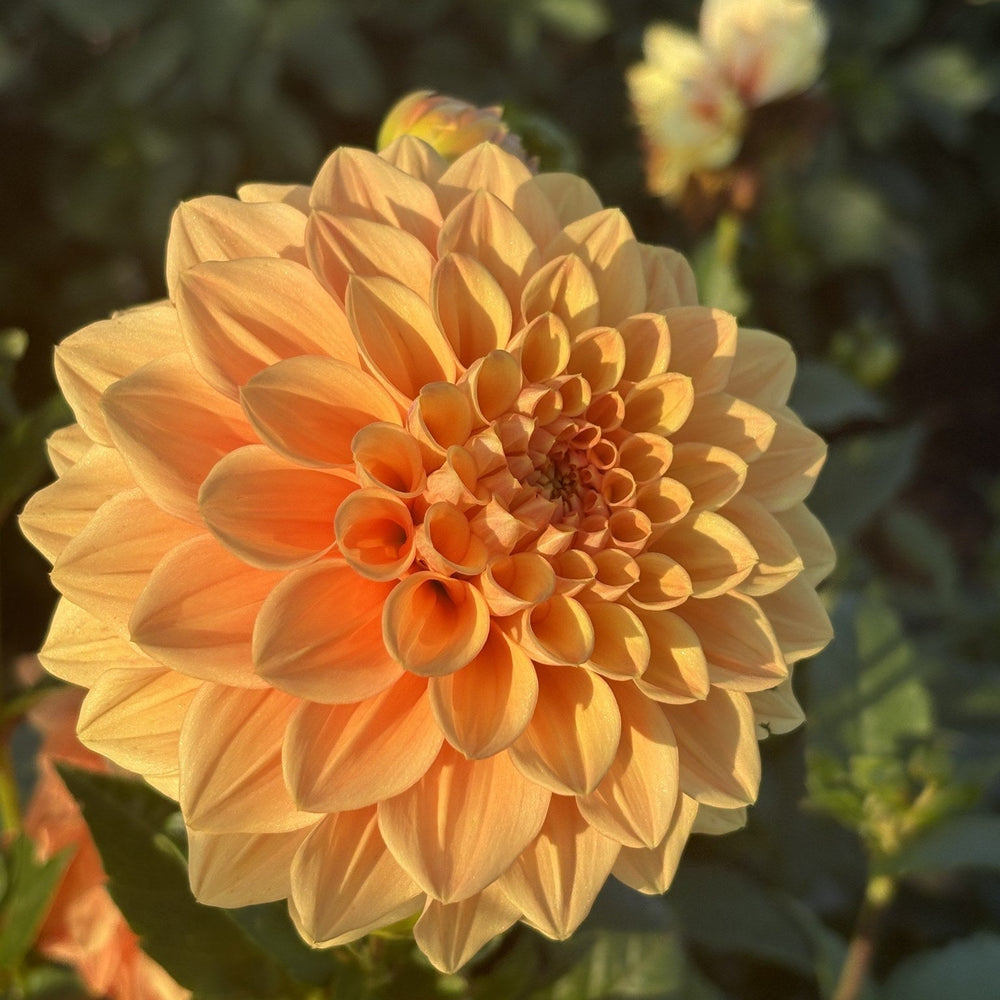 Glenerie Honey Pie dahlia