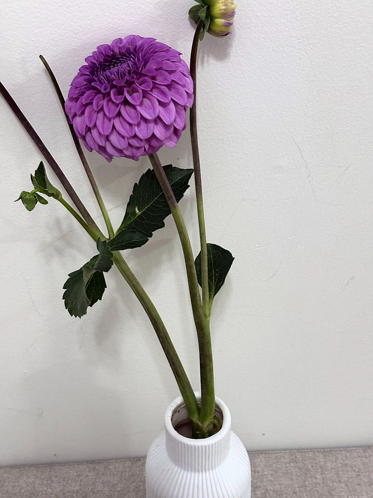 Glenmarc Connie dahlia