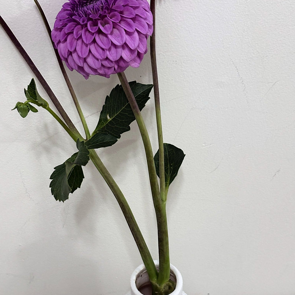 Glenmarc Connie dahlia