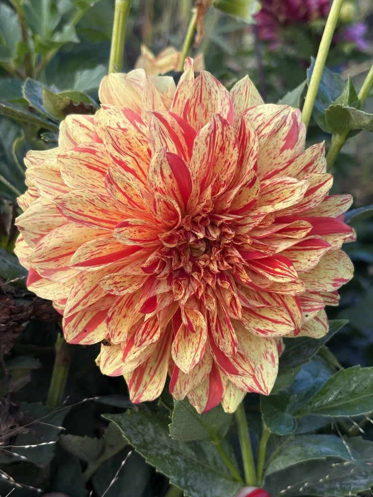 Gloriosa dahlia