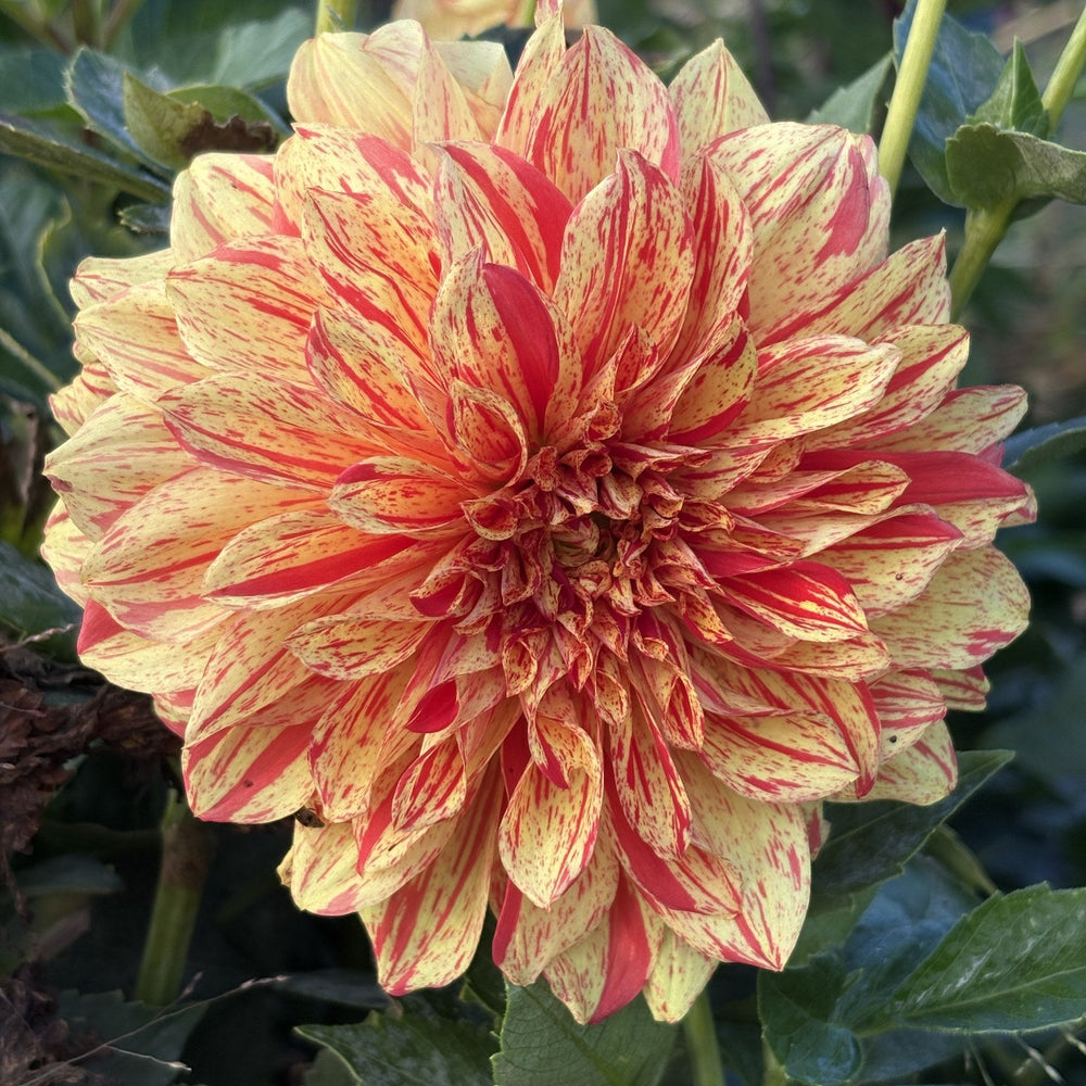 Gloriosa dahlia