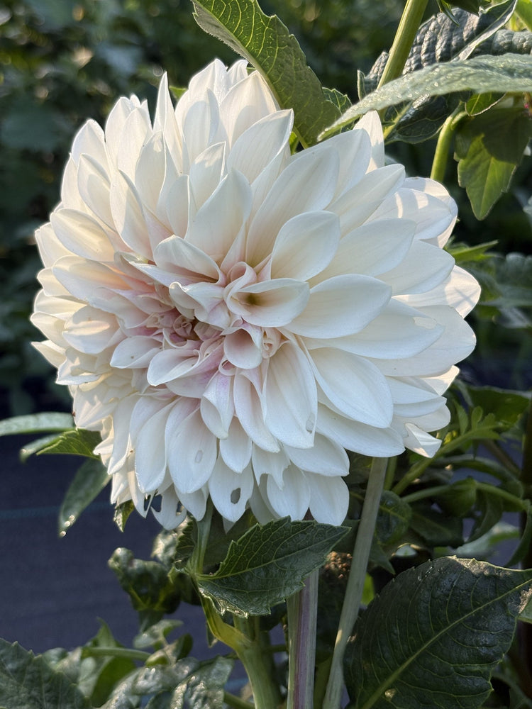 Glossy Carlita dahlia