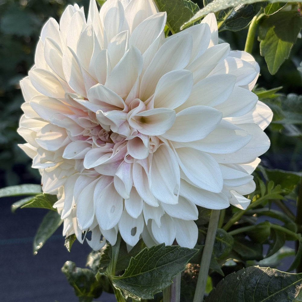 Glossy Carlita dahlia
